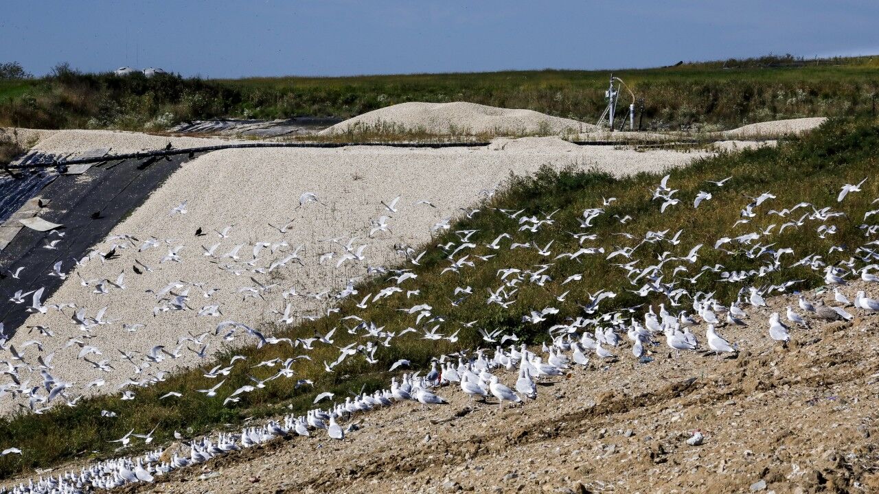 landfill seagulls
